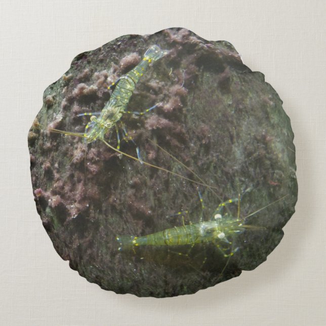 Shrimps Round Pillow Rond Kussen (Achterkant)