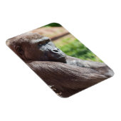 Shufai de gorilla koestert zich in de zon magneet (Rechterzijde)