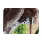 Shufai de gorilla koestert zich in de zon magneet (Horizontaal)