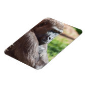 Shufai de gorilla koestert zich in de zon magneet (Linkerzijde)