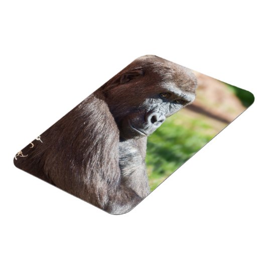 Shufai de gorilla koestert zich in de zon magneet (Linkerzijde)