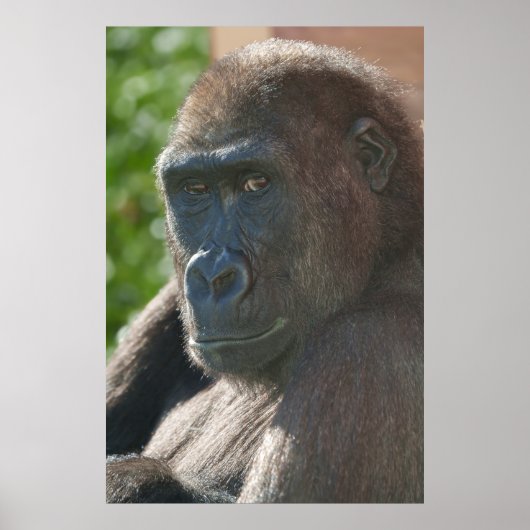 Shufai van Twycross Zoo Poster (Voorkant)