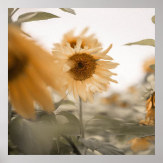 Shy and Dreamweaver Sunflower Poster