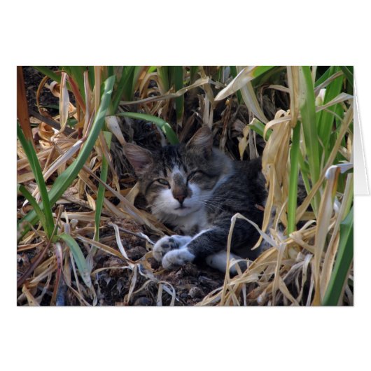 Shy Boy Cat Blank Kaart (Voorkant Horizontaal)