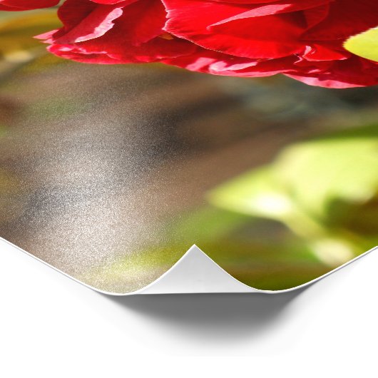 Shy Camelia Foto Afdruk (Hoek)