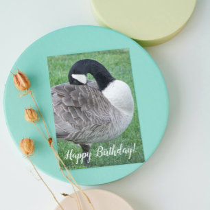 Shy Canada Goose Photo Birthday Kaart