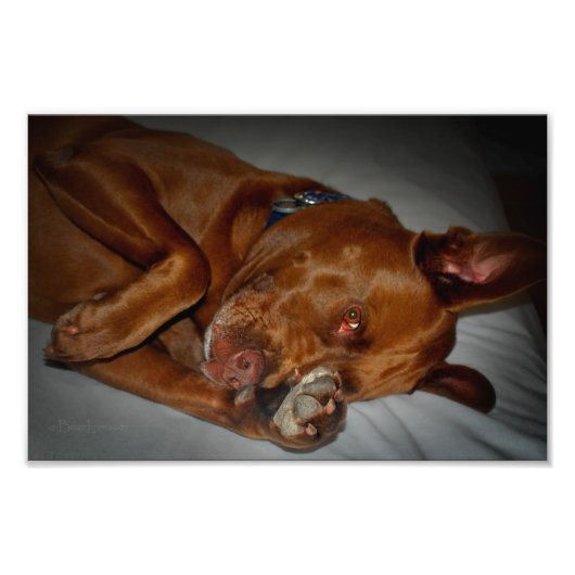 Shy Chocolate Lab Pit Mix Dog Foto Afdruk (Voorkant)