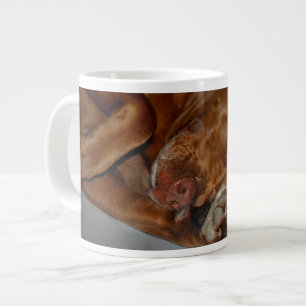 Shy Chocolate Lab Pit Mix Dog Grote Koffiekop