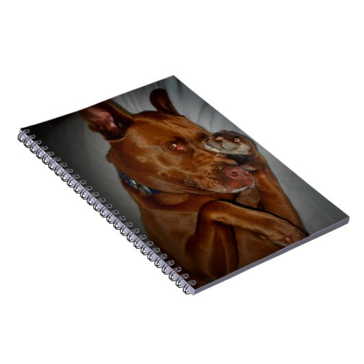 Shy Chocolate Lab Pit Mix Dog Notitieboek (Rechterzijde)