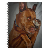 Shy Chocolate Lab Pit Mix Dog Notitieboek (Voorkant)