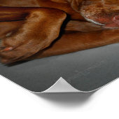 Shy Chocolate Lab Pit Mix Dog Poster (Hoek)