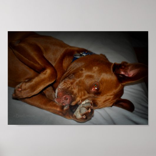 Shy Chocolate Lab Pit Mix Dog Poster (Voorkant)