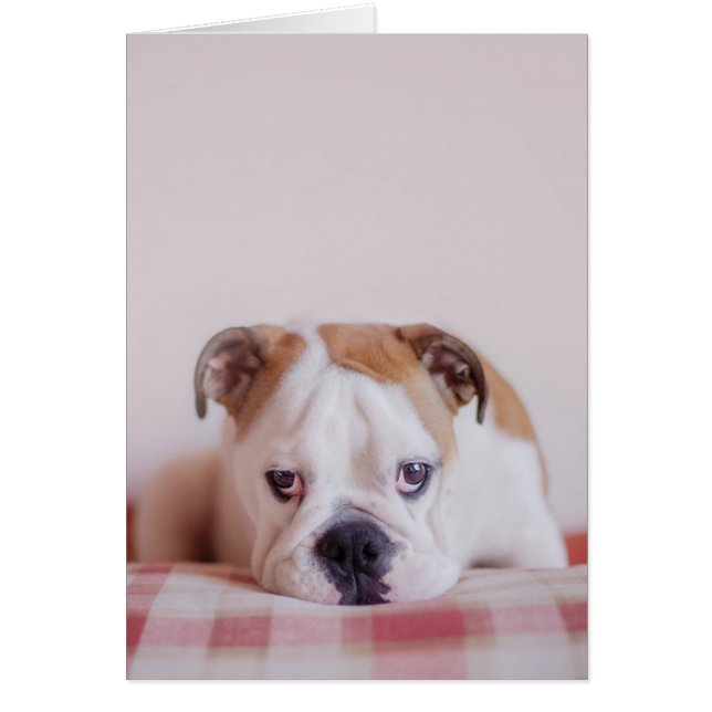 Shy English Bulldog Puppy (Voorkant)