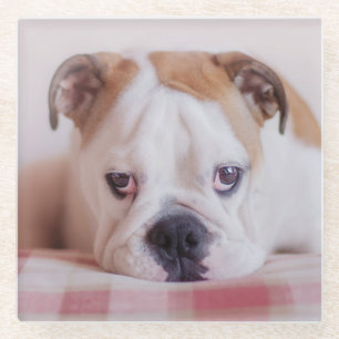 Shy English Bulldog Puppy Glazen Onderzetter