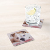 Shy English Bulldog Puppy Kartonnen Onderzetters (Insitu)