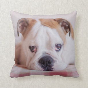 Shy English Bulldog Puppy Kussen