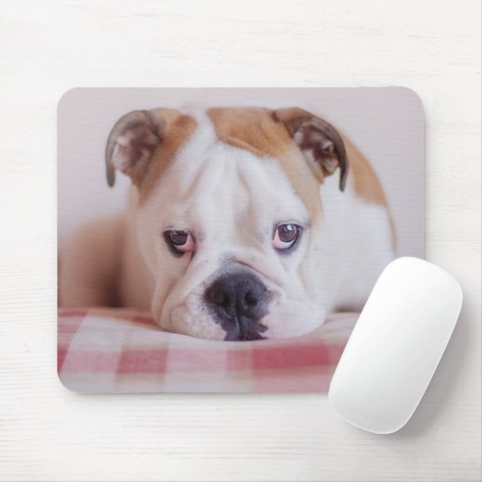 Shy English Bulldog Puppy Muismat (Met muis)