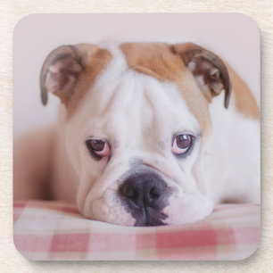 Shy English Bulldog Puppy Onderzetter