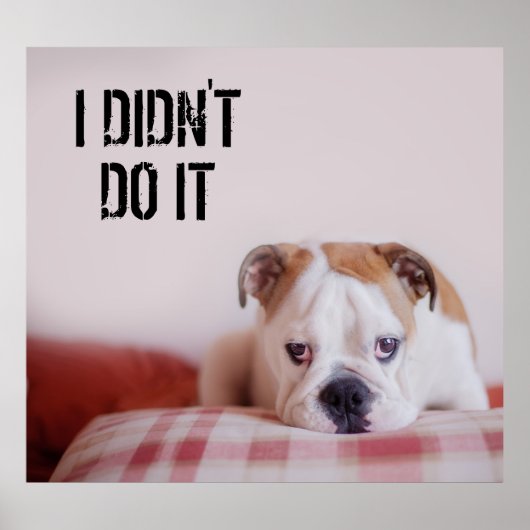 Shy English Bulldog Puppy Poster (Voorkant)