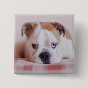 Shy English Bulldog Puppy Vierkante Button 5,1 Cm