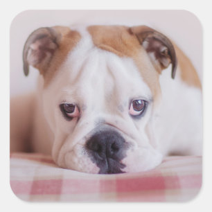 Shy English Bulldog Puppy Vierkante Sticker