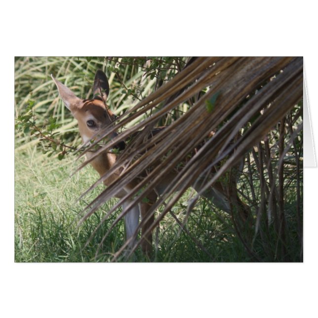 Shy Fawn (Voorkant Horizontaal)