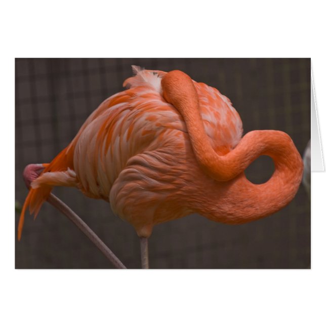 Shy Flamingo (Voorkant Horizontaal)