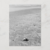 Shy Hermit Crab Briefkaart (Voorkant)