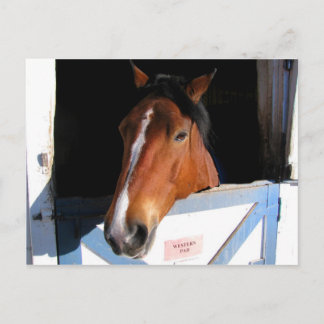 Shy Horse Briefkaart