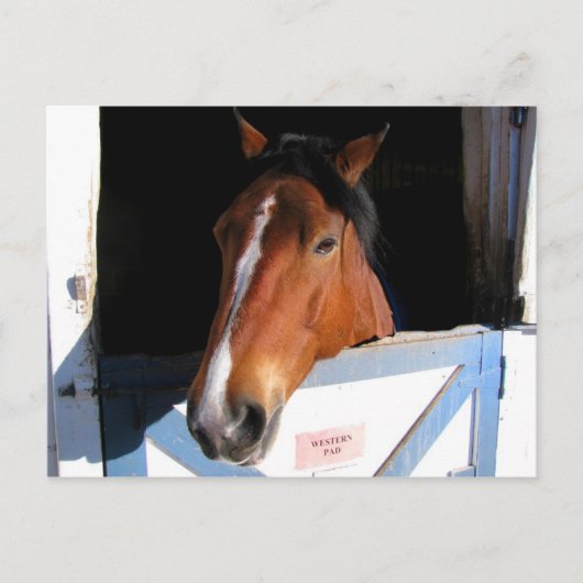 Shy Horse Briefkaart (Voorkant)