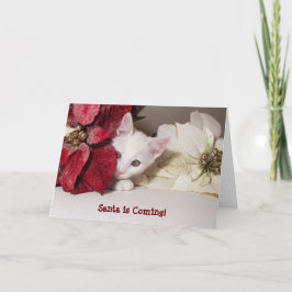 Shy Kitten Poinsettia Kerst Kaart