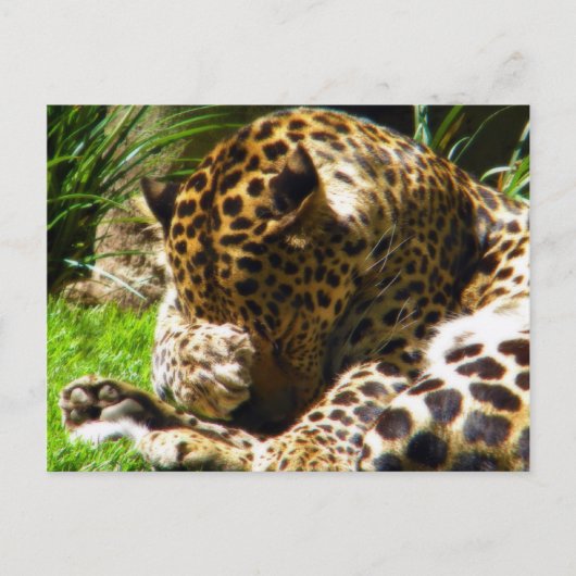 Shy Leopard Briefkaart (Voorkant)