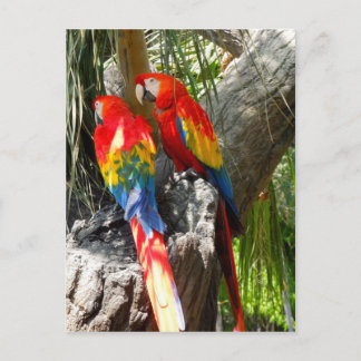SHY PARROTS BRIEFKAART