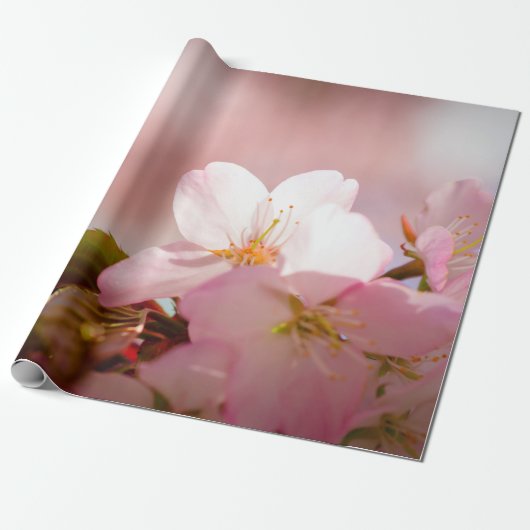 Shy Sakura Flower zichzelf achter bloesems Cadeaupapier (Uitgerold)