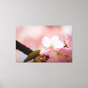 Shy Sakura Flower zichzelf achter bloesems Canvas Afdruk