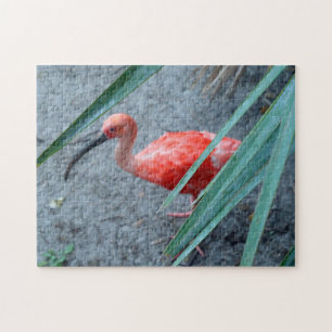 Shy Scarlet Ibis Legpuzzel