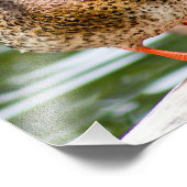 Shy Vrouw Vrouw Mallard Foto Afdruk (Hoek)