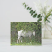 Shy White Horse Briefkaart (Staand voorkant)