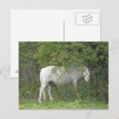 Shy White Horse Briefkaart (Voorkant / Achterkant)