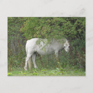 Shy White Horse Briefkaart