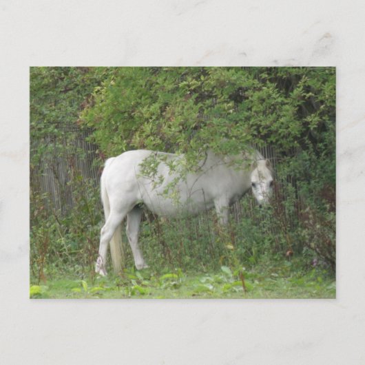 Shy White Horse Briefkaart (Voorkant)