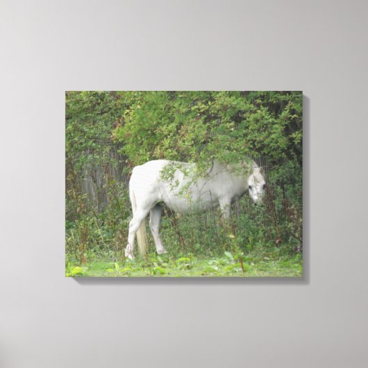 Shy White Horse Canvas afdrukken (Voorkant)