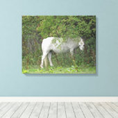 Shy White Horse Canvas afdrukken (Insitu (Houten vloer))