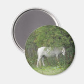 Shy White Horse Magnet (Voorkant / Achterkant)