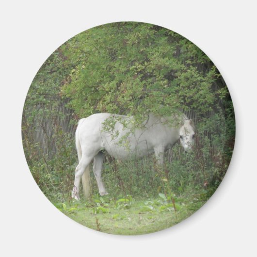 Shy White Horse Magnet (Voorkant)