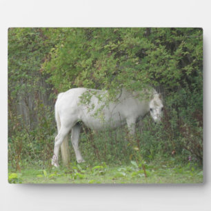 Shy White Horse Plaque Fotoplaat