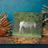 Shy White Horse Plaque Fotoplaat (Zijkant)