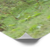 Shy White Horse Poster (Hoek)