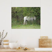 Shy White Horse Poster (Keuken)
