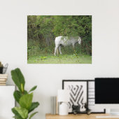 Shy White Horse Poster (Thuiskantoor)